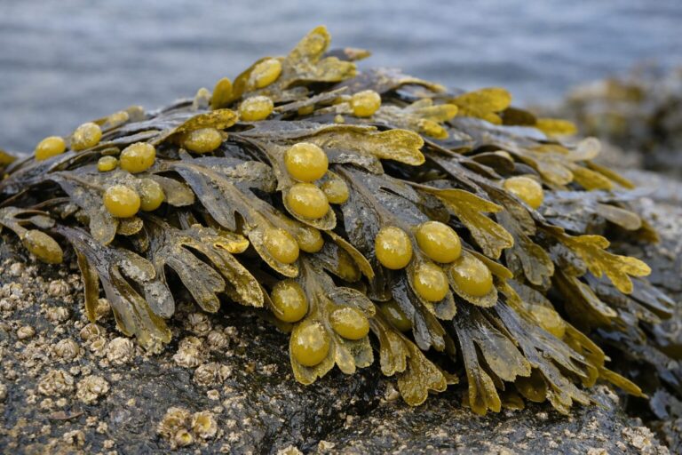 morszczyn pęcherzykowaty – alga morska